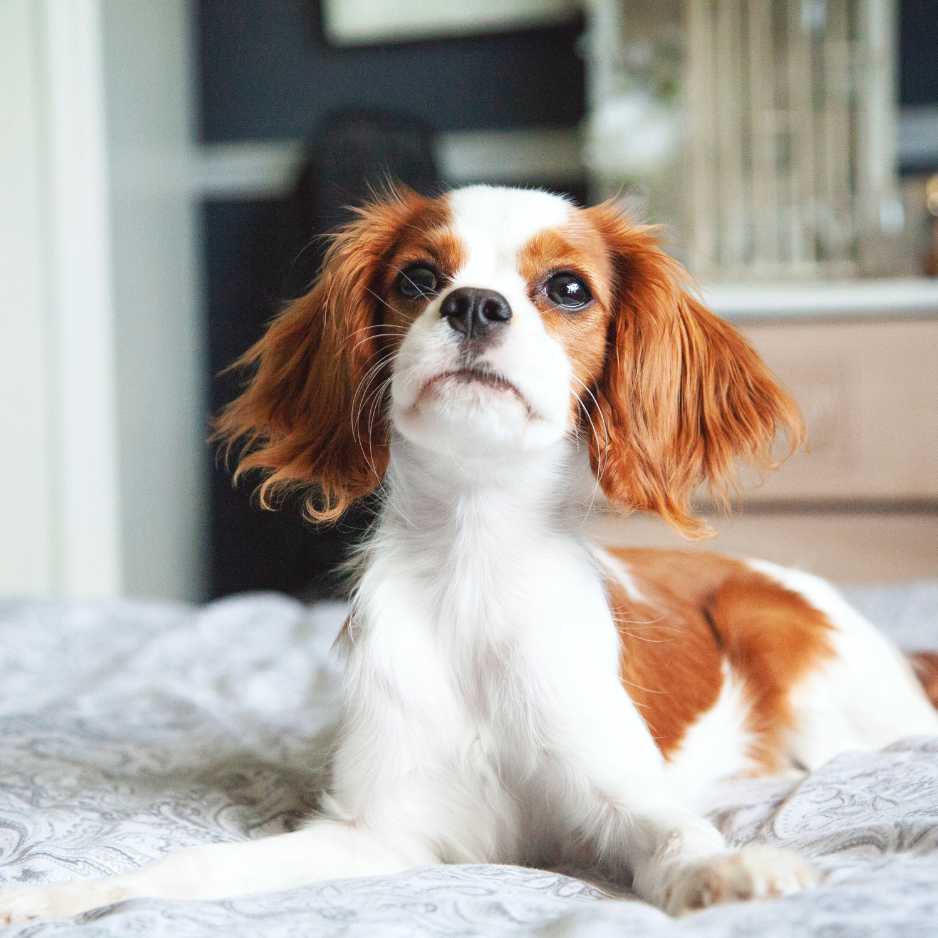 Cavalier King Charles Spaniel