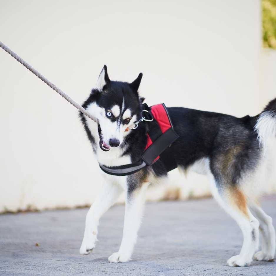 Choosing the Right Dog Leash