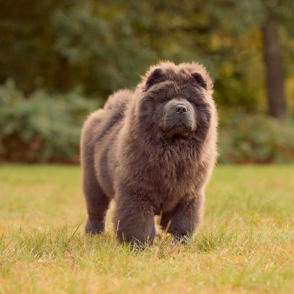 Chow Chow Personality and Temperament