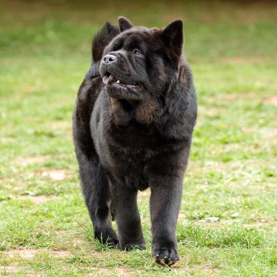 Chow Chow Physical Characteristics