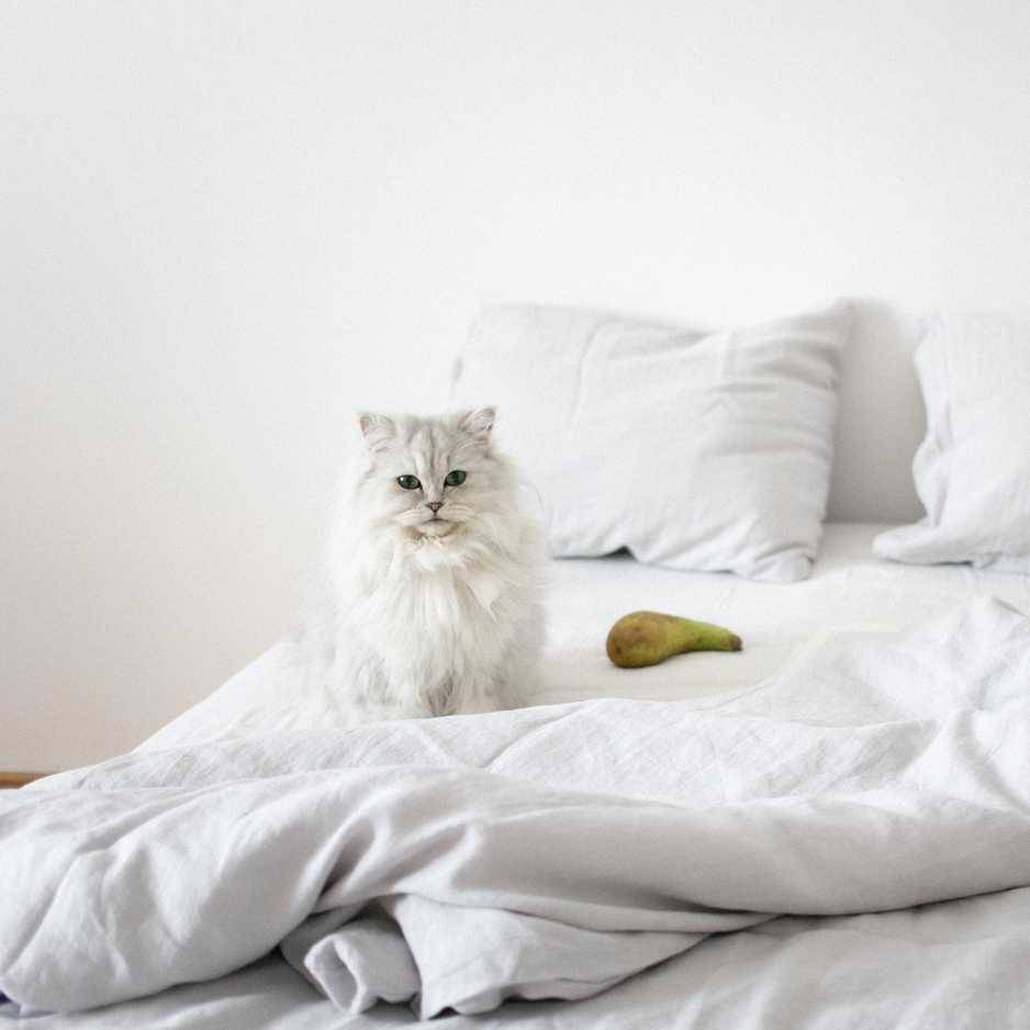 Creating a Comfortable Environment For Persian Cat