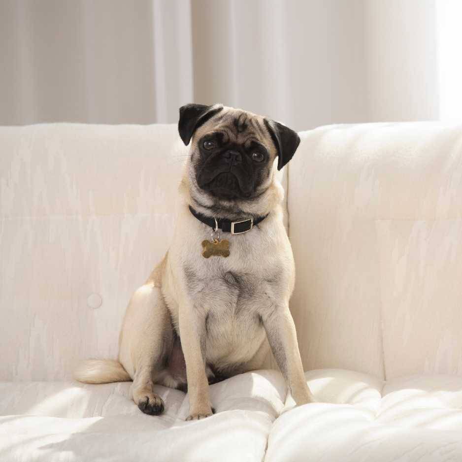 Creating a Loving Home for Your Pug