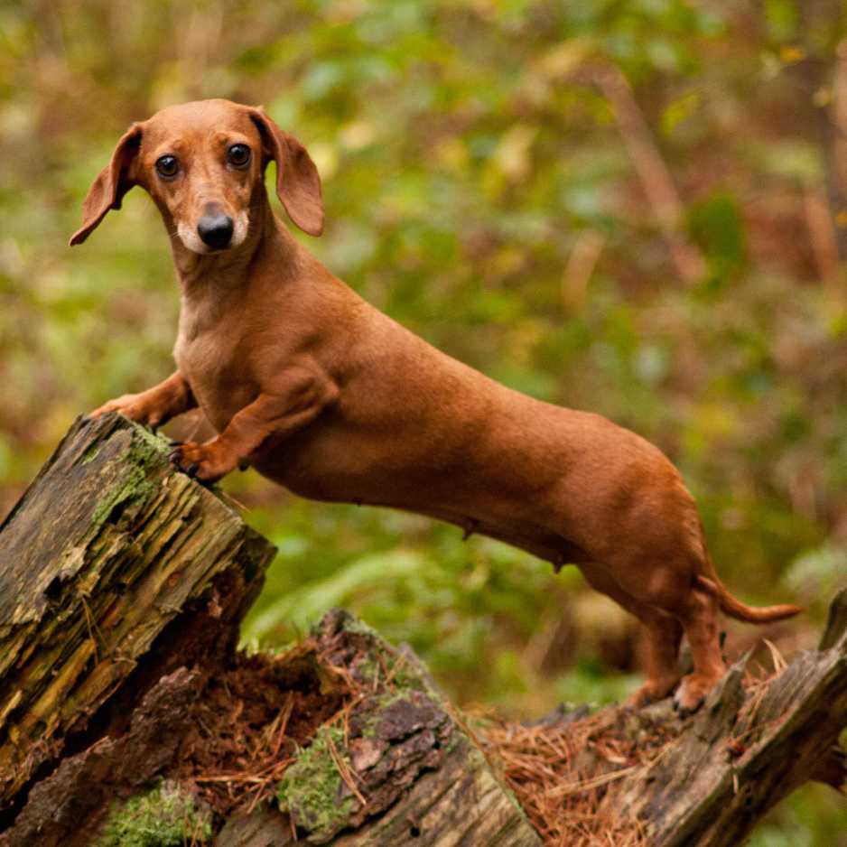 Dachshund