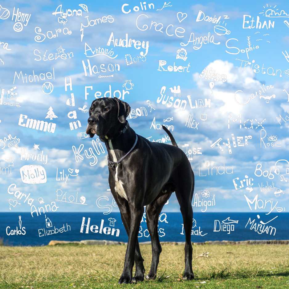 Dog Names for Large Breeds