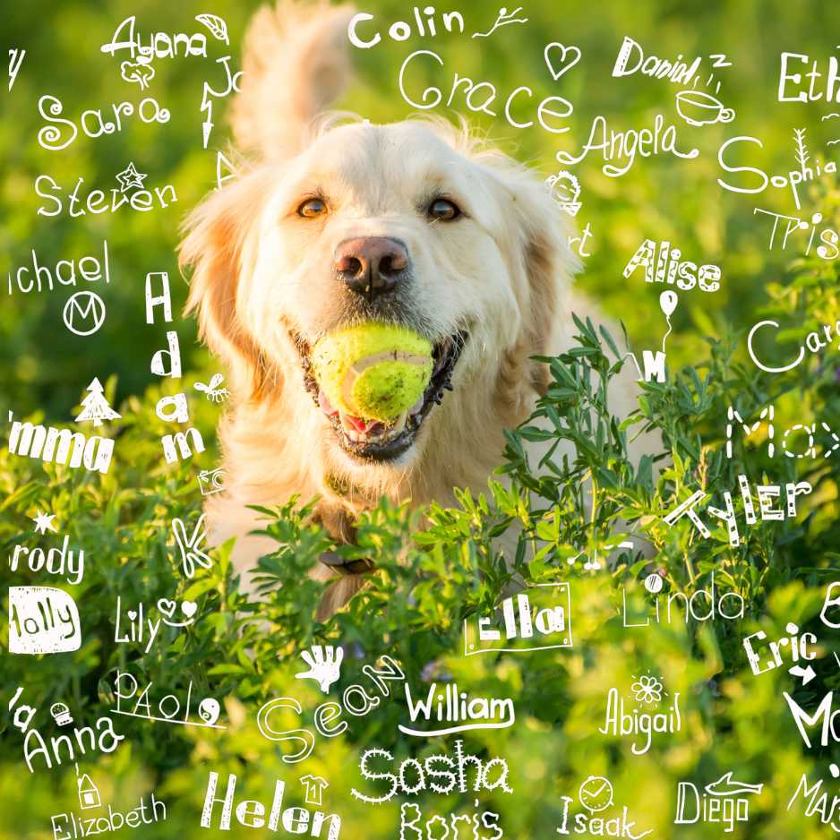 Dog Names for Medium Breeds