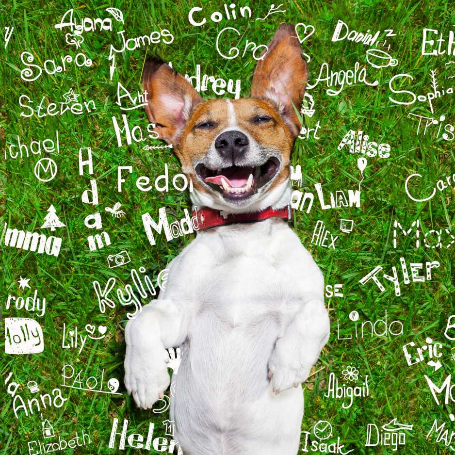 Dog Names for Small Breeds