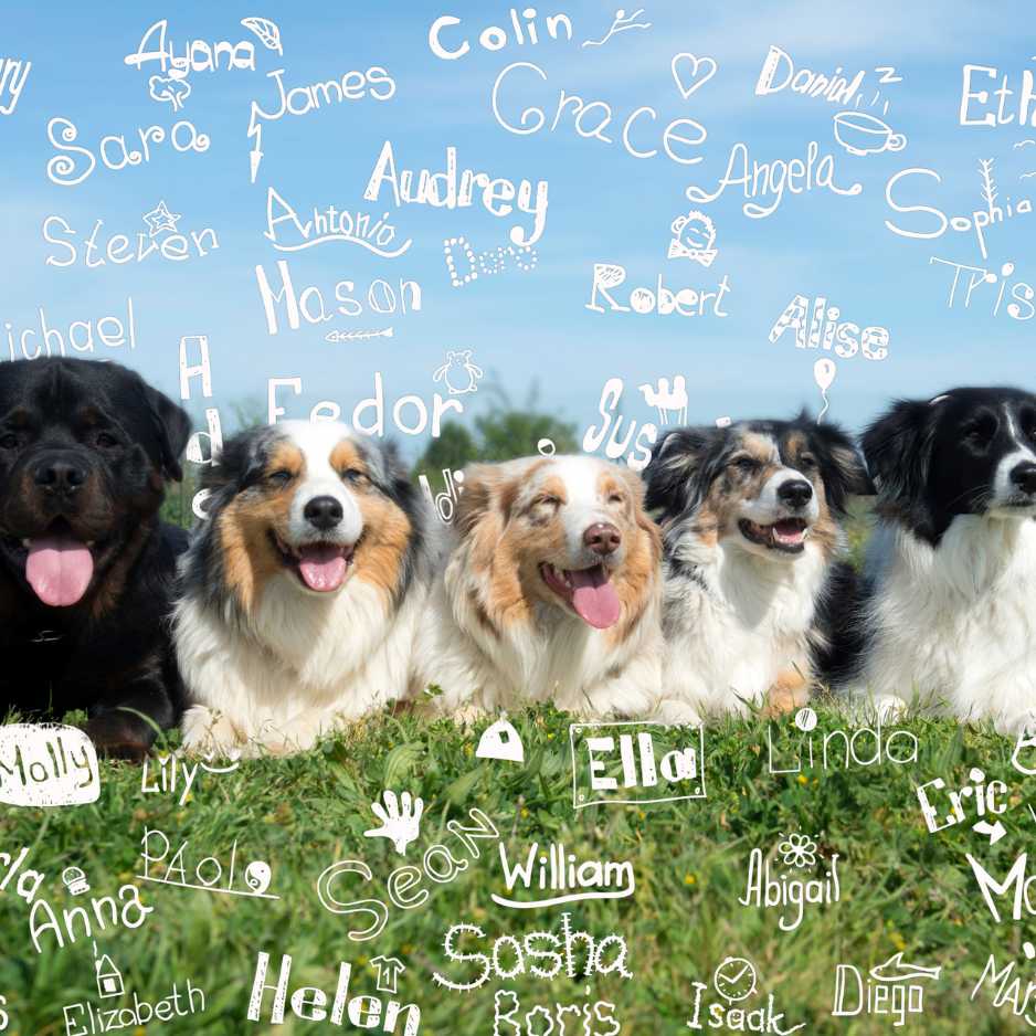 Dog Names