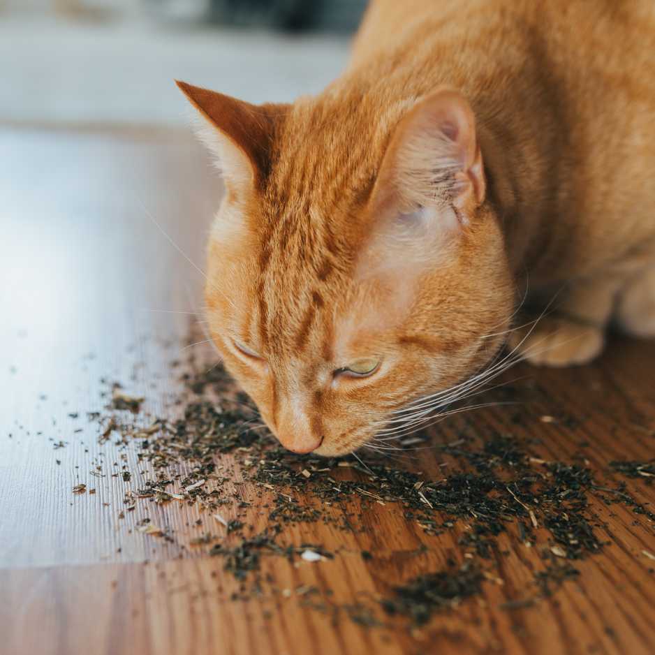 Everything You Need to Know About Catnip