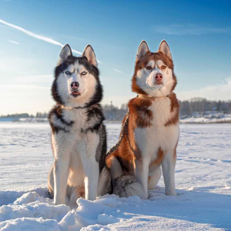 Everything You Need to Know About Husky Dog