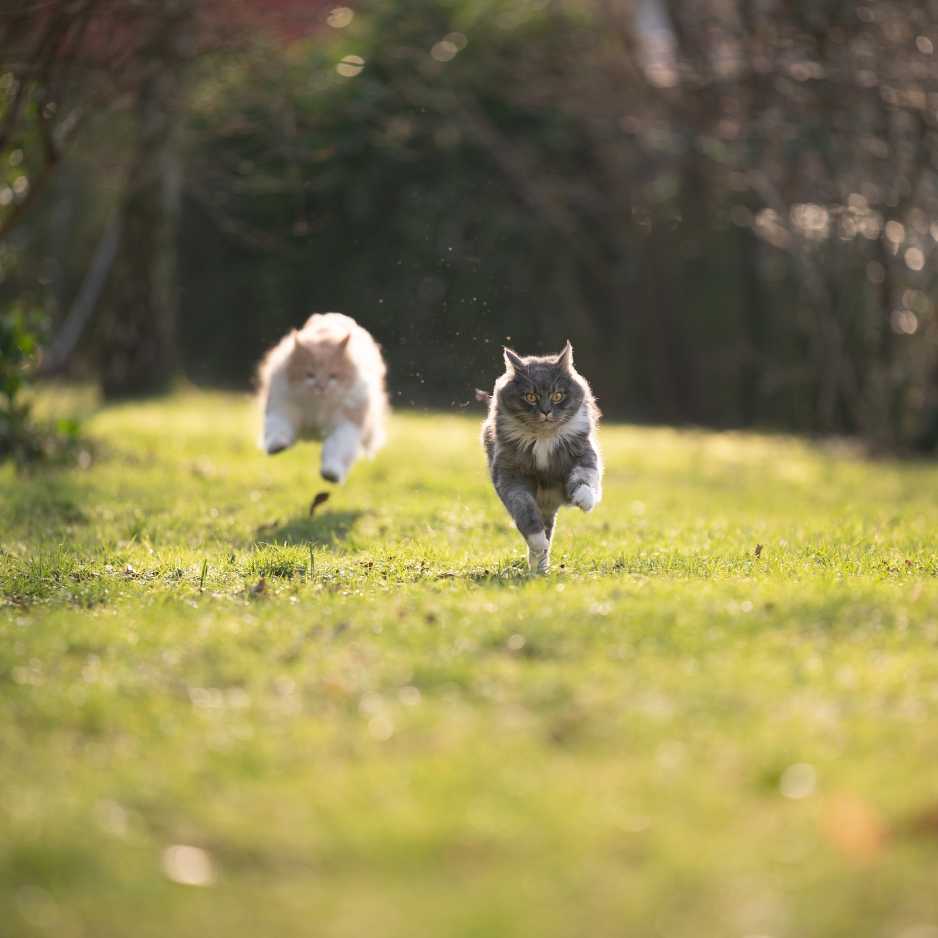 Persian Cat Exercise and Mental Stimulation