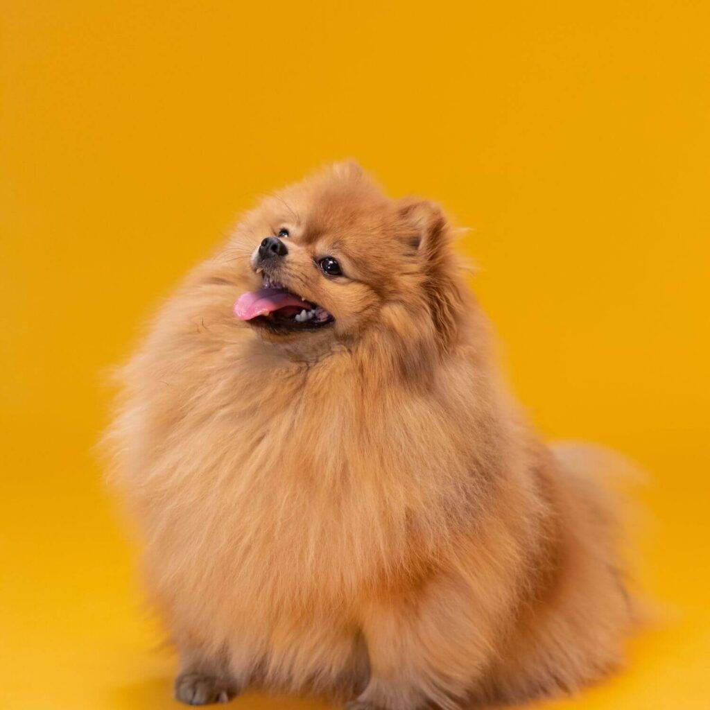 Famous Historical Pomeranians