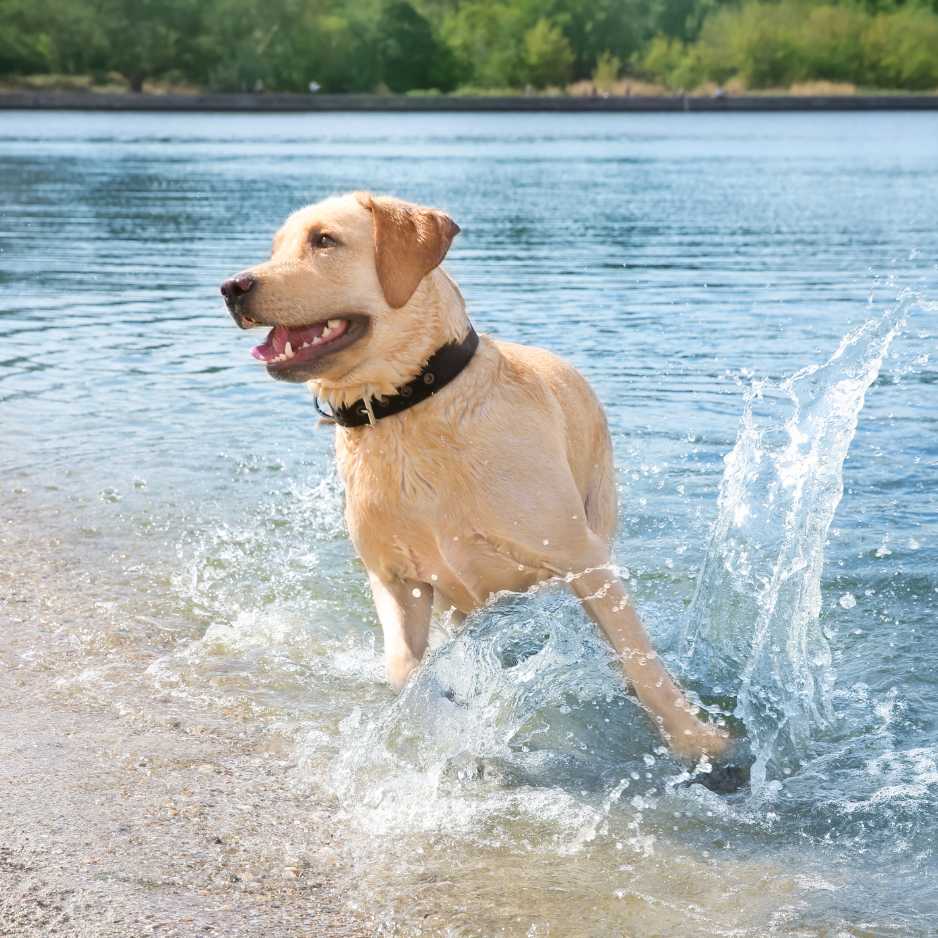 Fun Facts About Labrador Retrievers