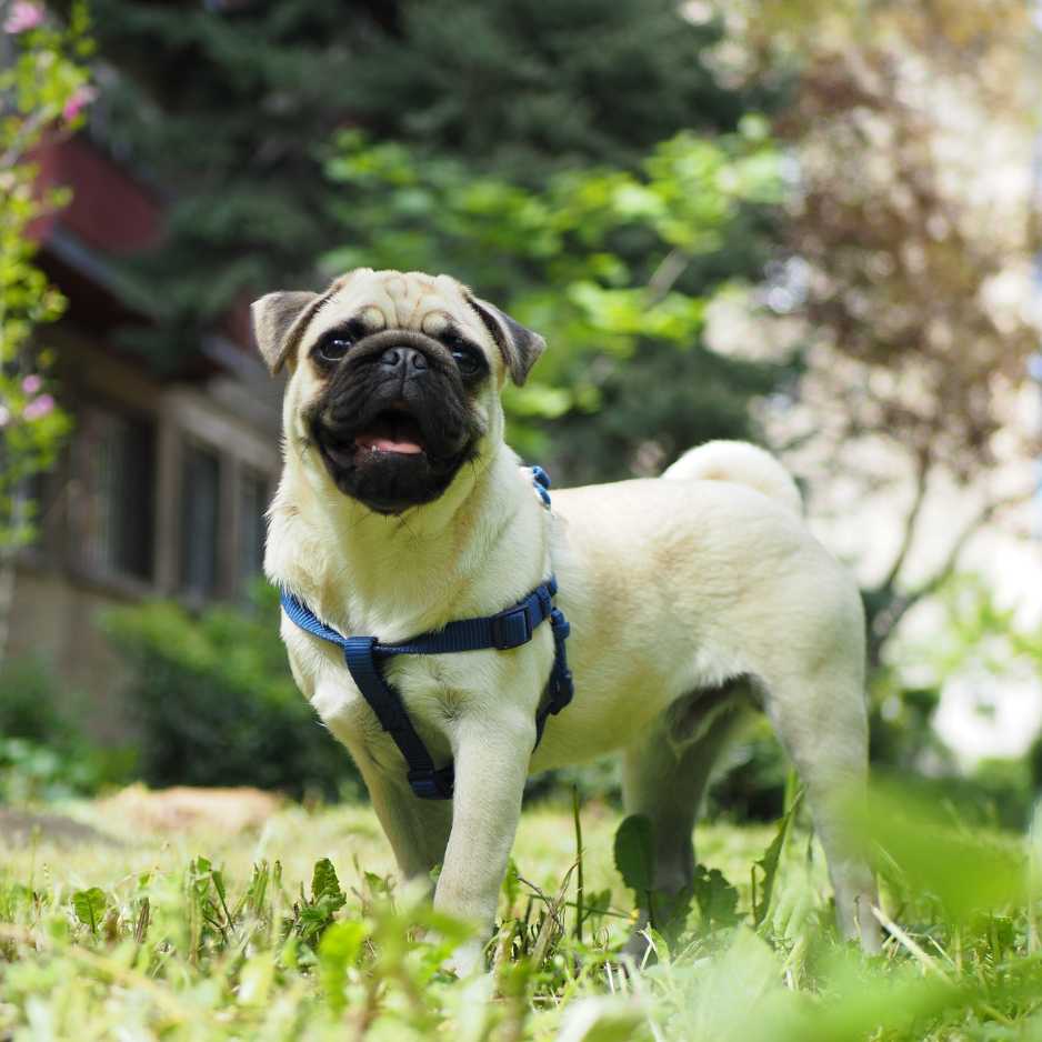 Health Considerations for Pugs