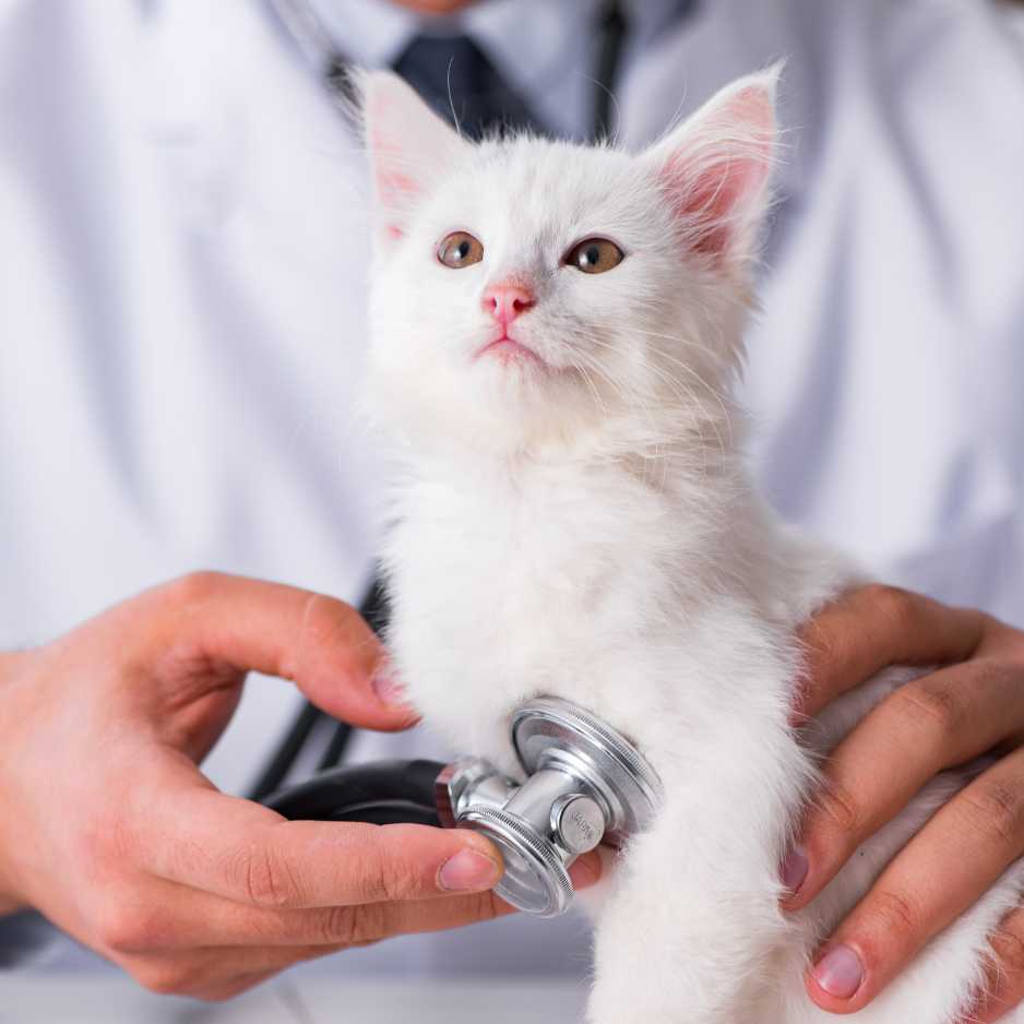 Persian Cat Health and Regular Vet Visits