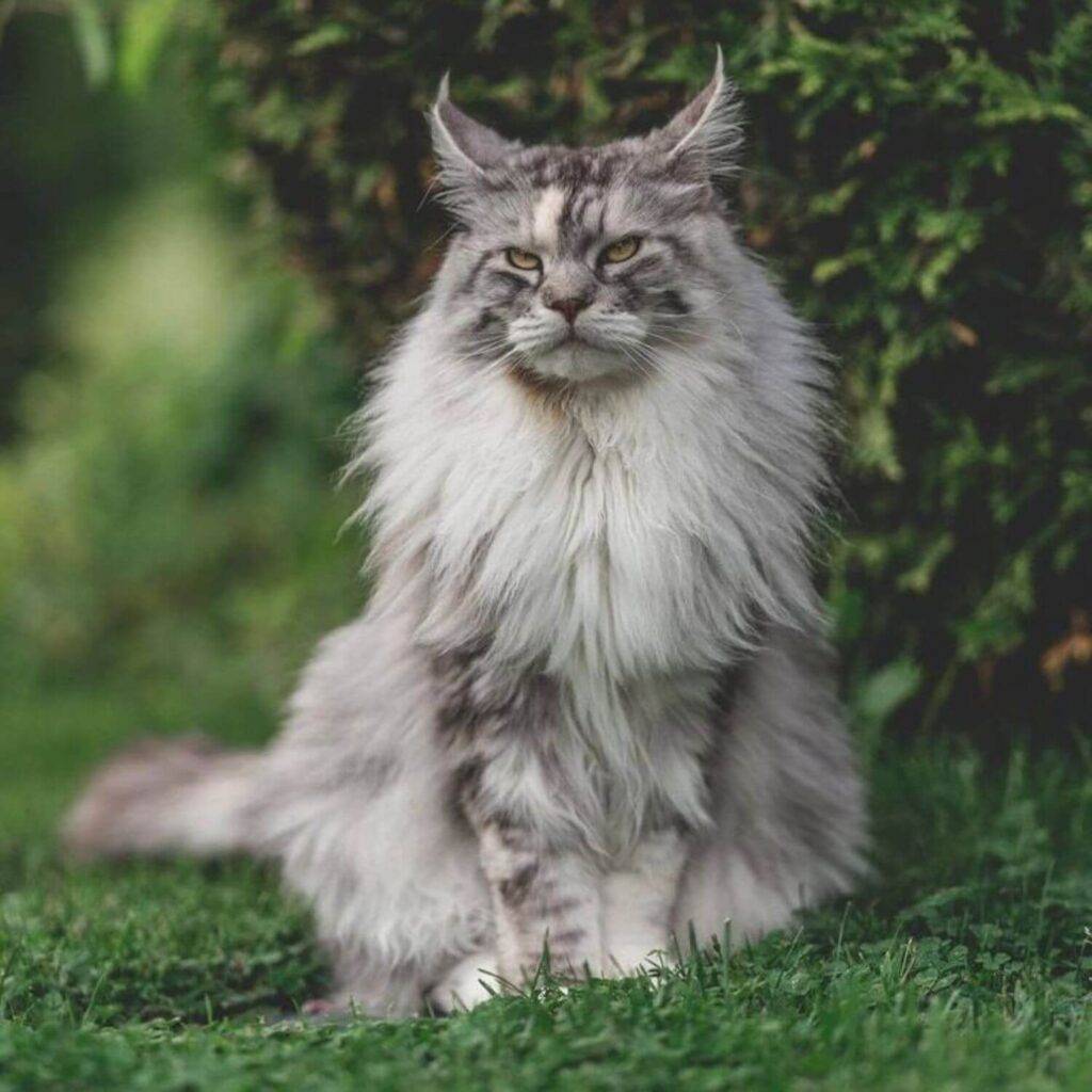 Maine Coon Cat Health-and-Wellness