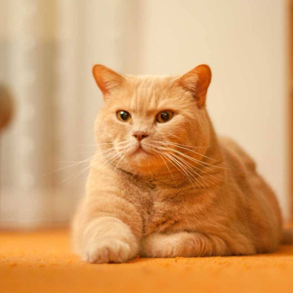 History and Origin of the British Shorthair