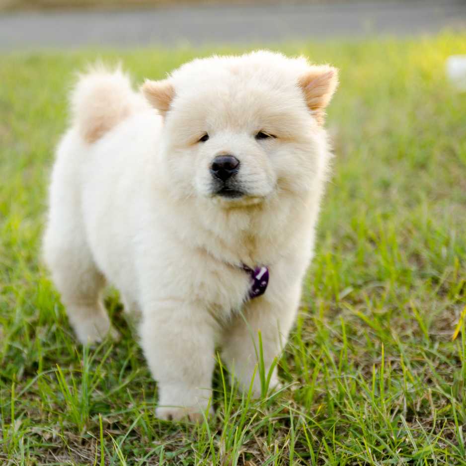 Chow chow origin best sale