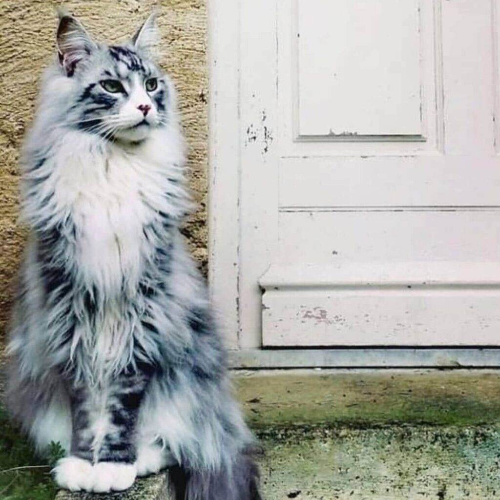 History of the Maine Coon Cat