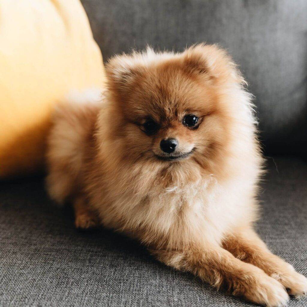 History of the Pomeranian