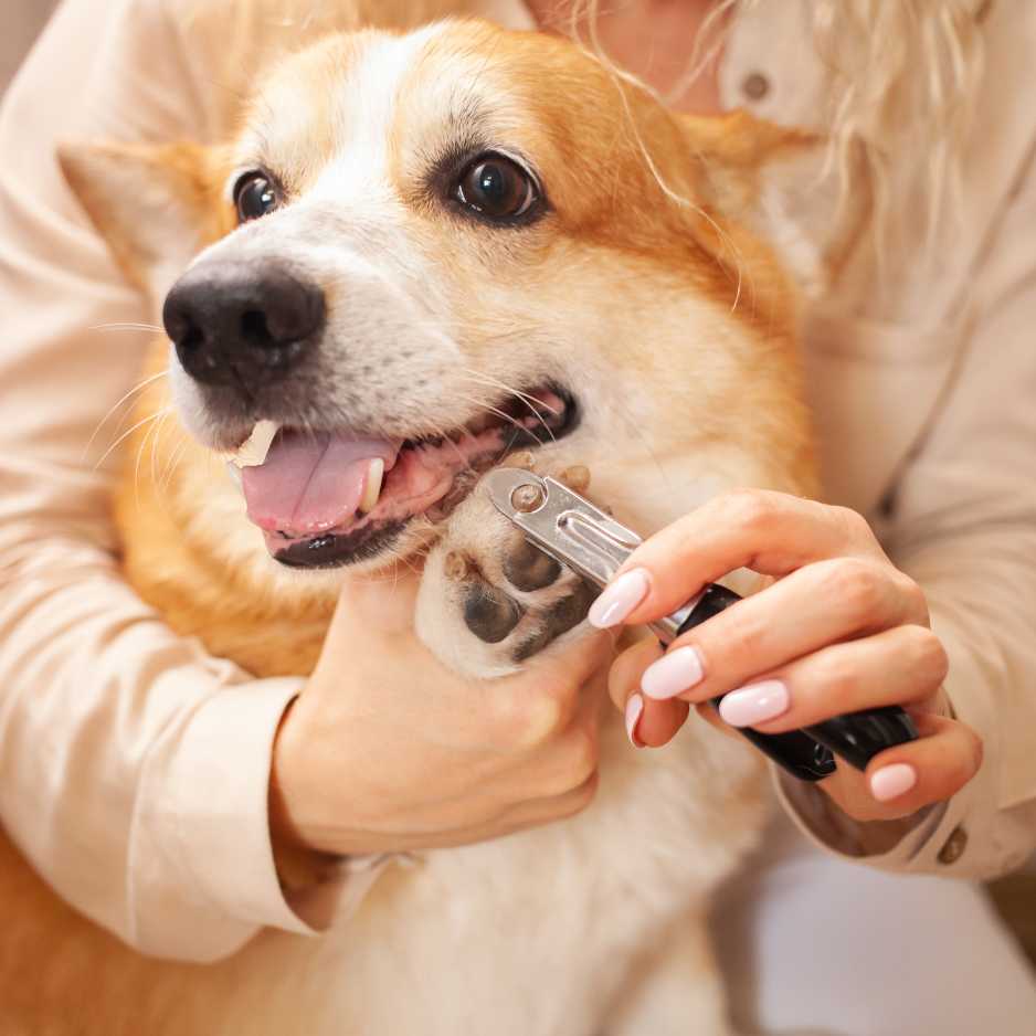 How Often Should You Trim Your Dog’s Nails