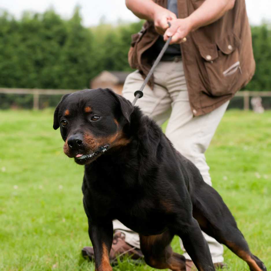 How a Leash Helps Your Dog and You