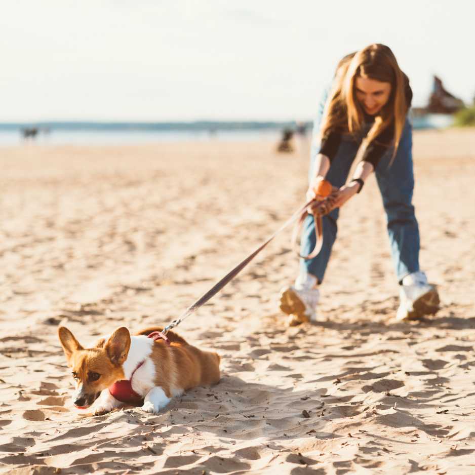 How to Properly Use a Dog Leash