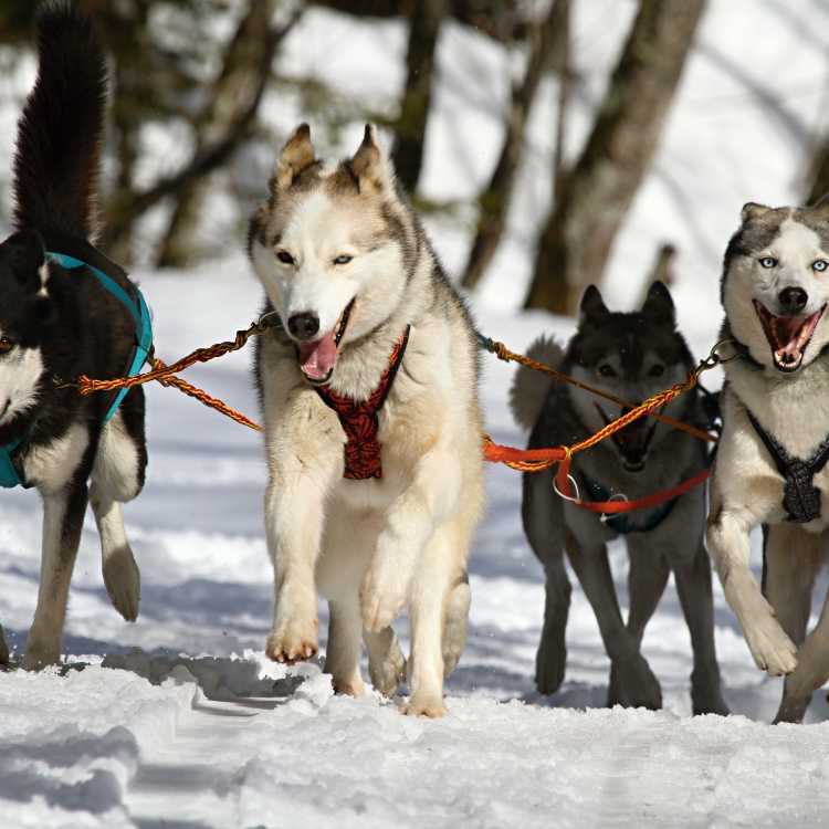 Husky Dog Breed History and Origins