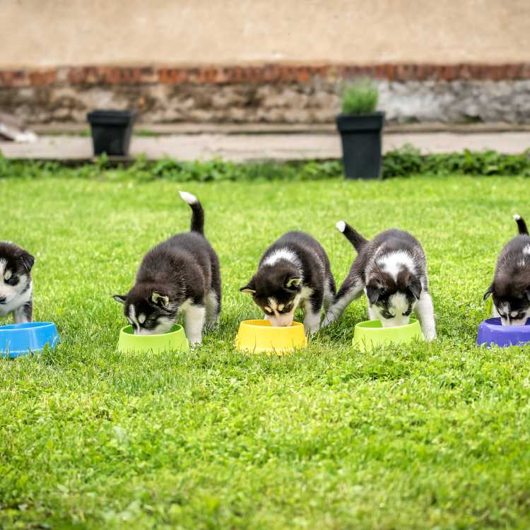 Husky Dog Diet and Nutrition