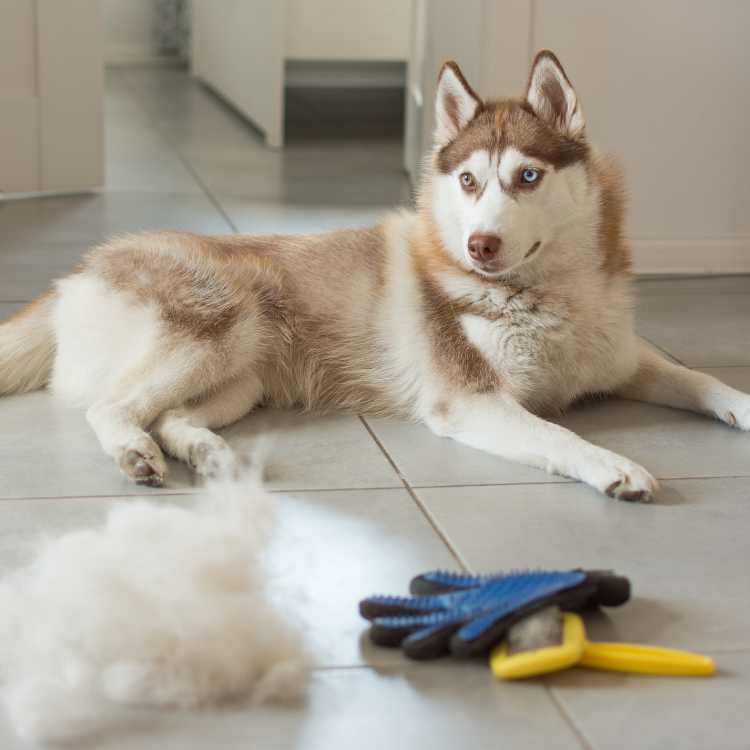 Husky Grooming and Maintenance