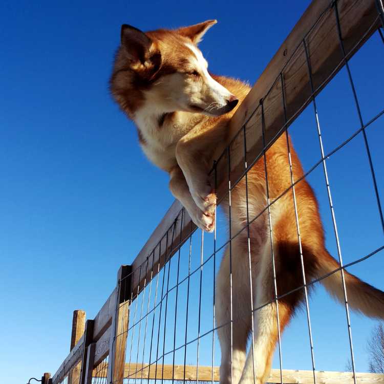 Husky Training and Socialization