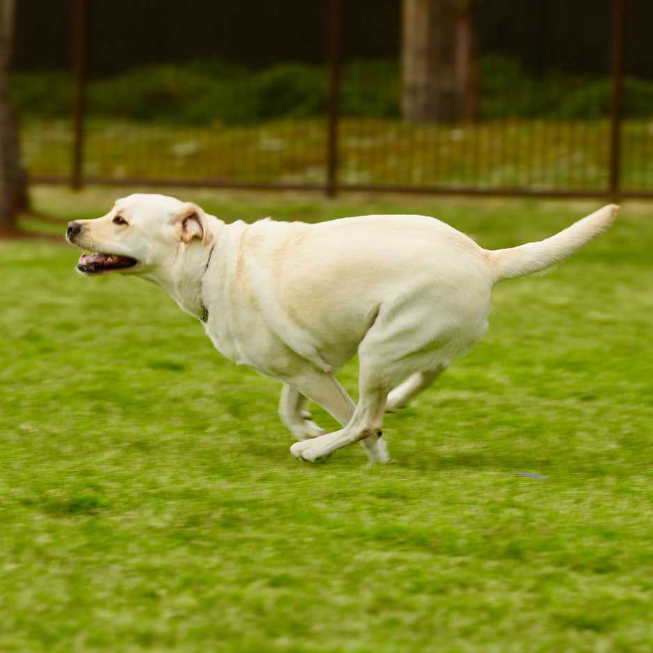 Labrador Retrievers Exercise and Training Needs