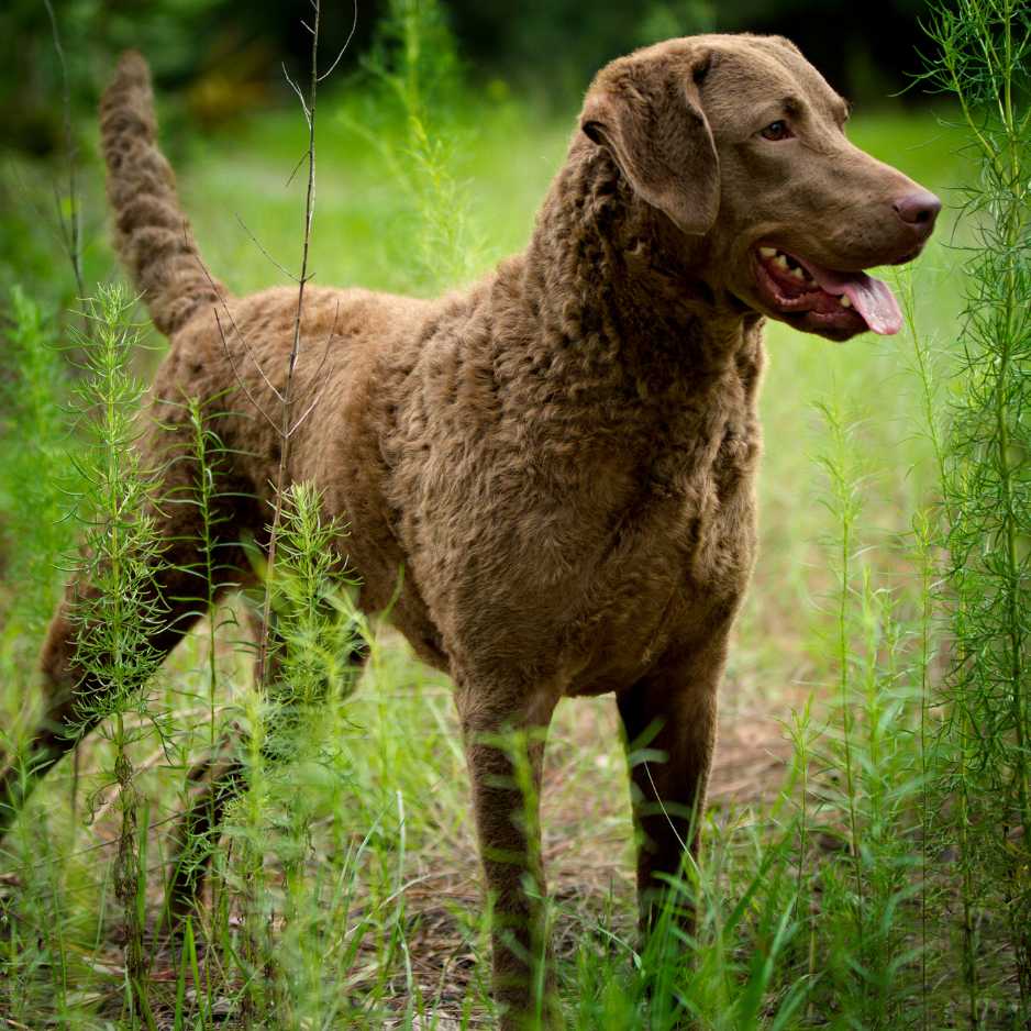 Labrador Retrievers Personality and Temperament