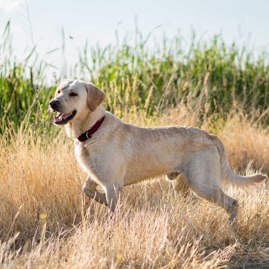 Labrador Working Roles and Activities