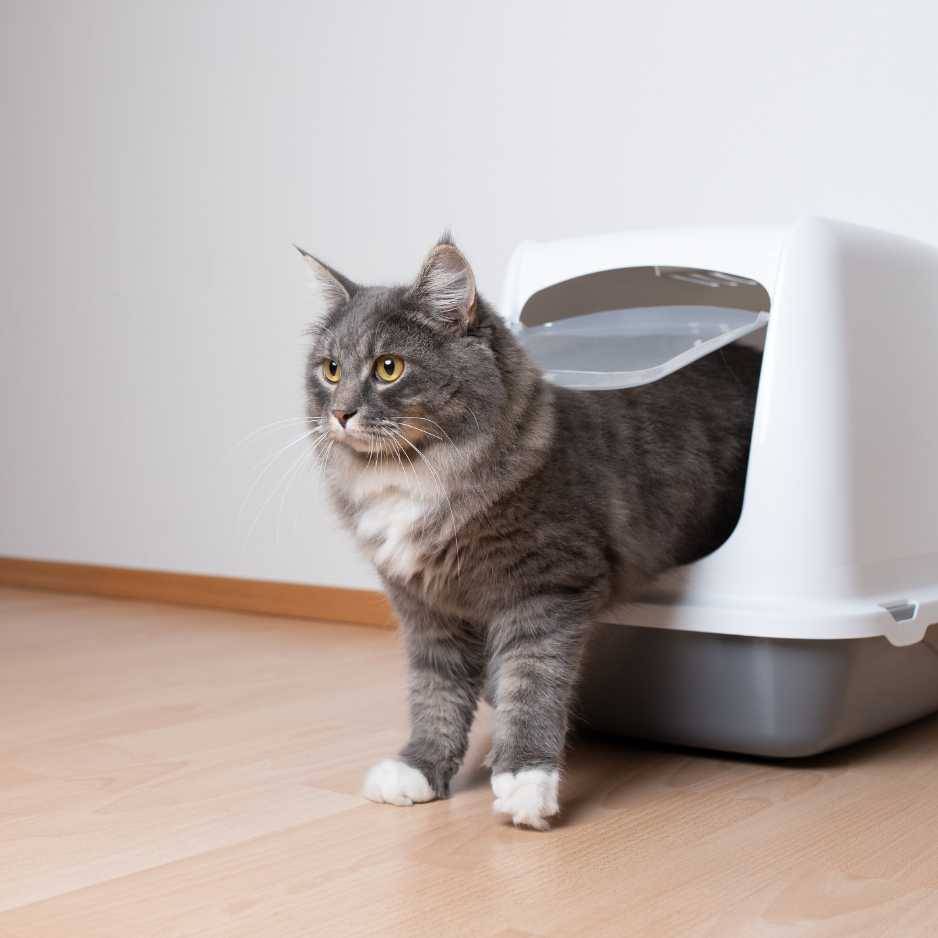 Persian Cat Litter Box Hygiene