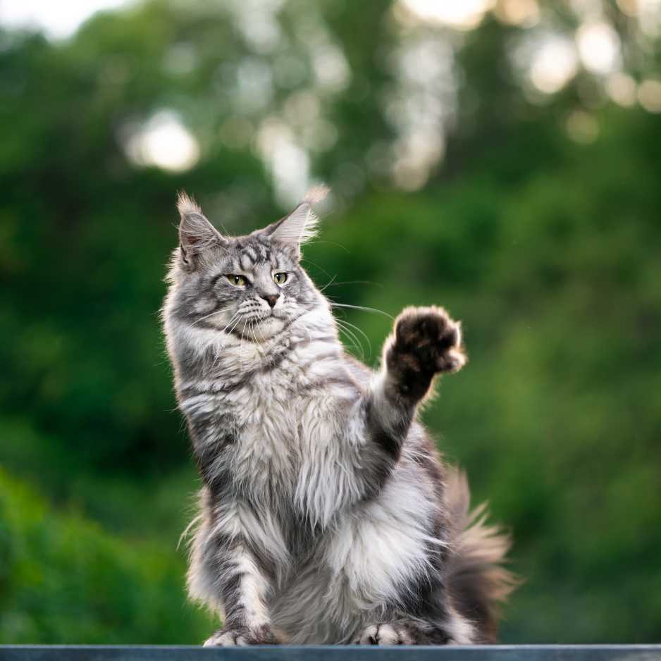 Maine Coon Cat