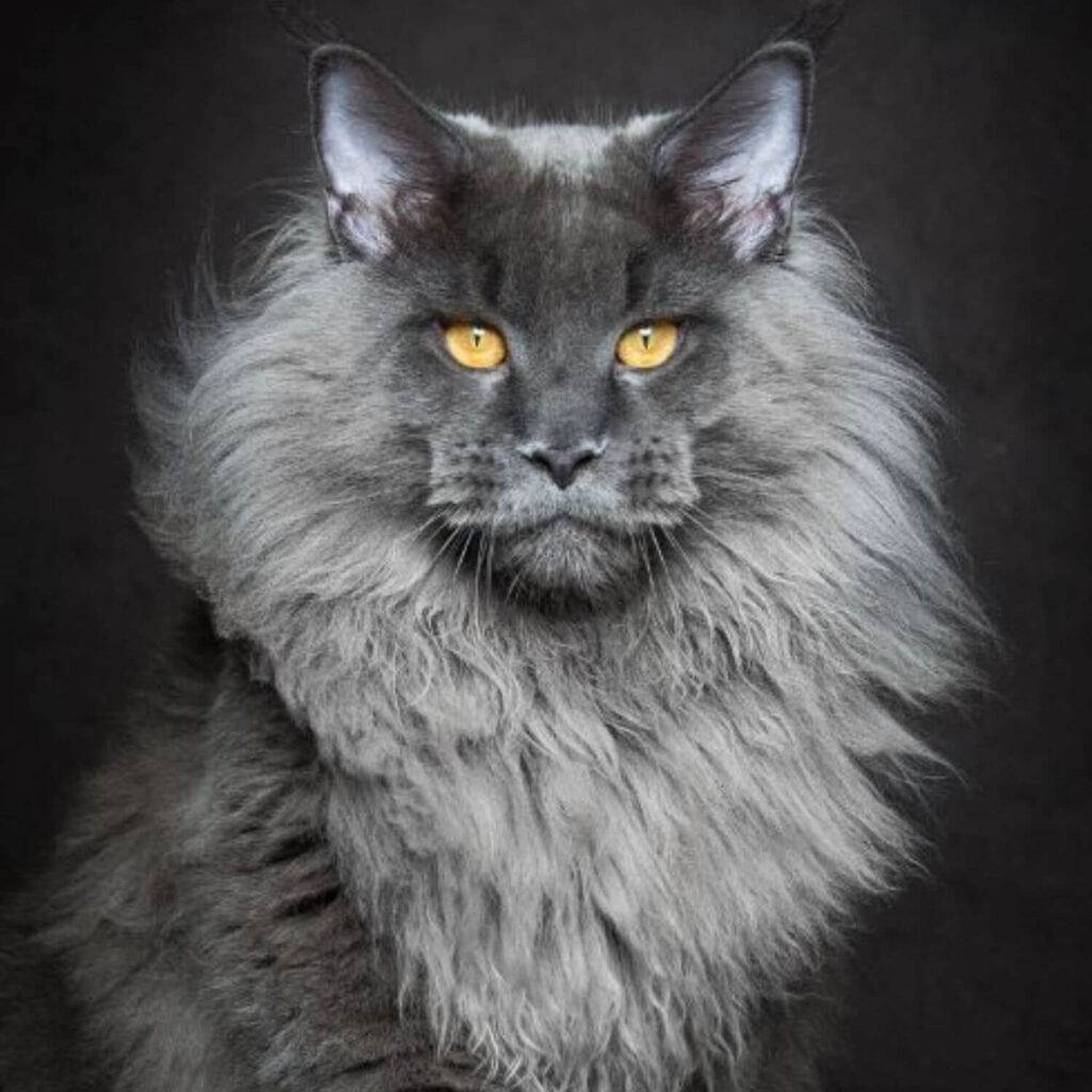 Maine-Coon-Diet-and-Nutrition