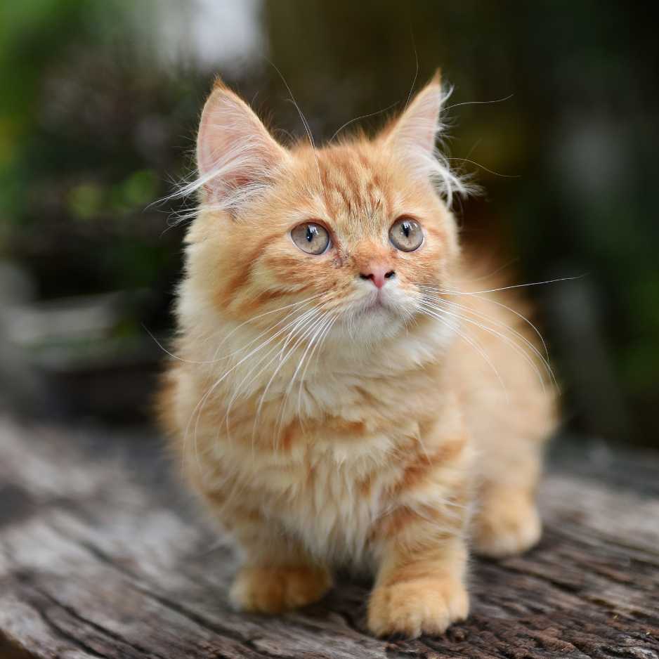 Munchkin Cat