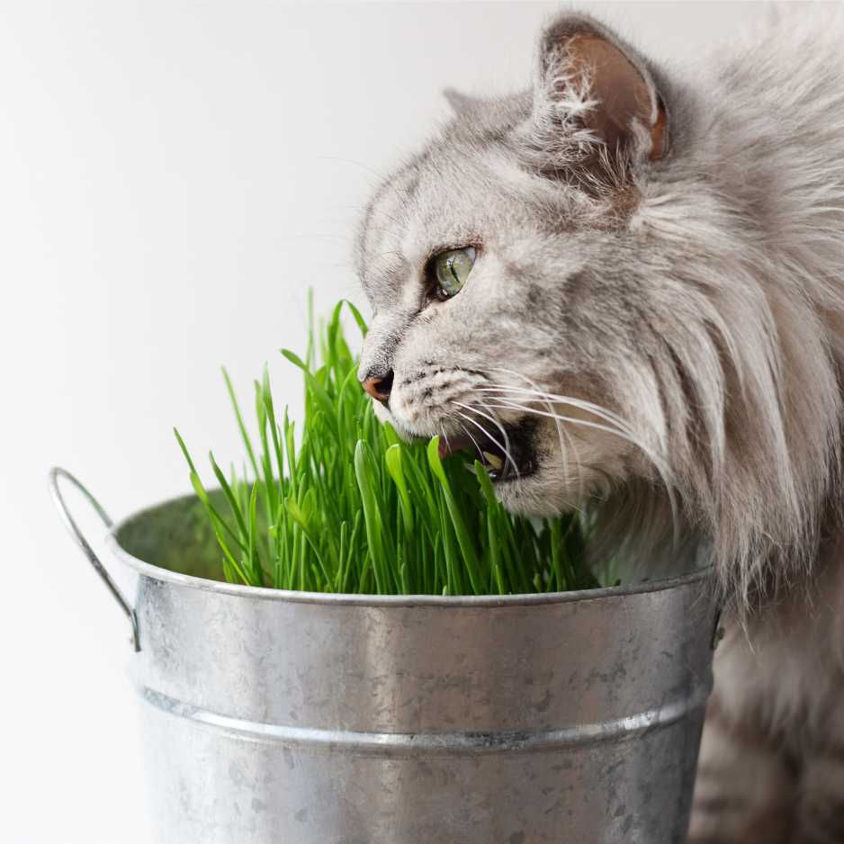 Persian Cat Diet and Nutrition