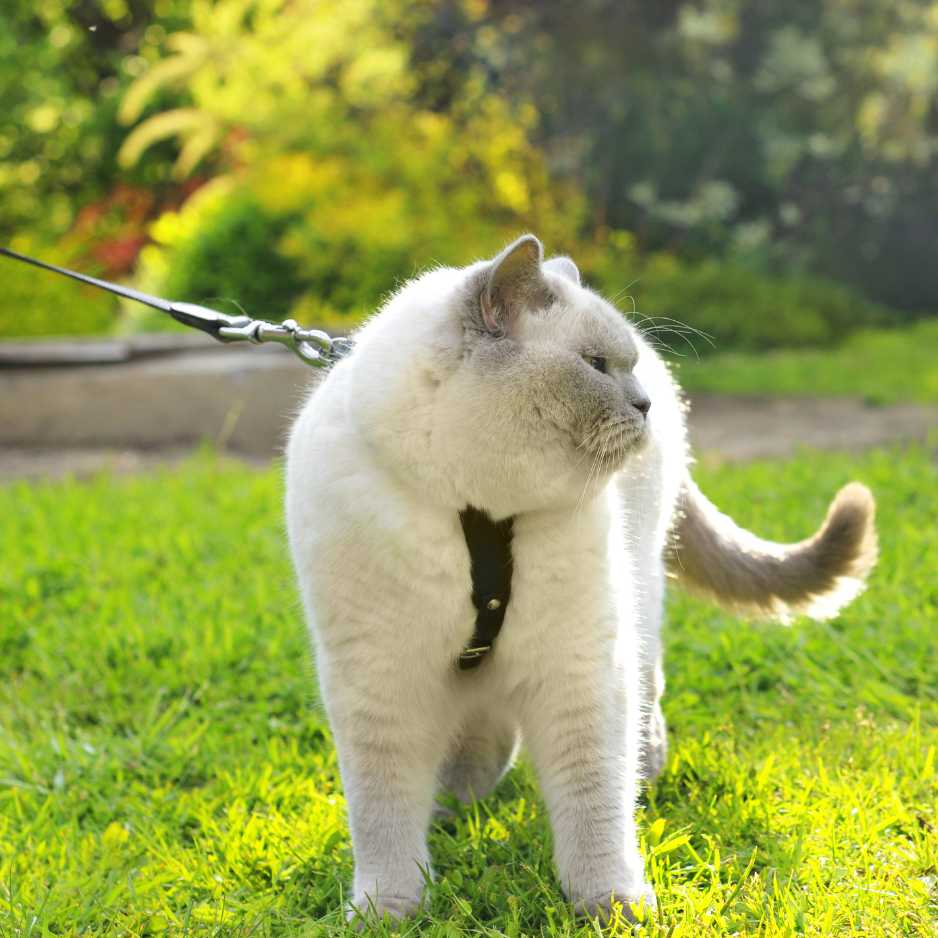 Personality and Temperament of the British Shorthair