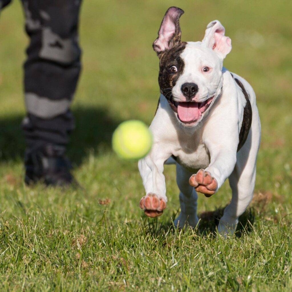 Pitbull Exercise Requirements