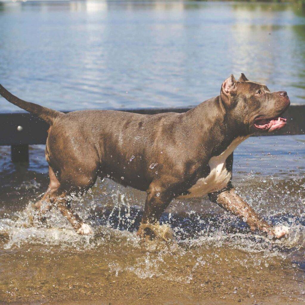 Pitbull Physical Characteristics