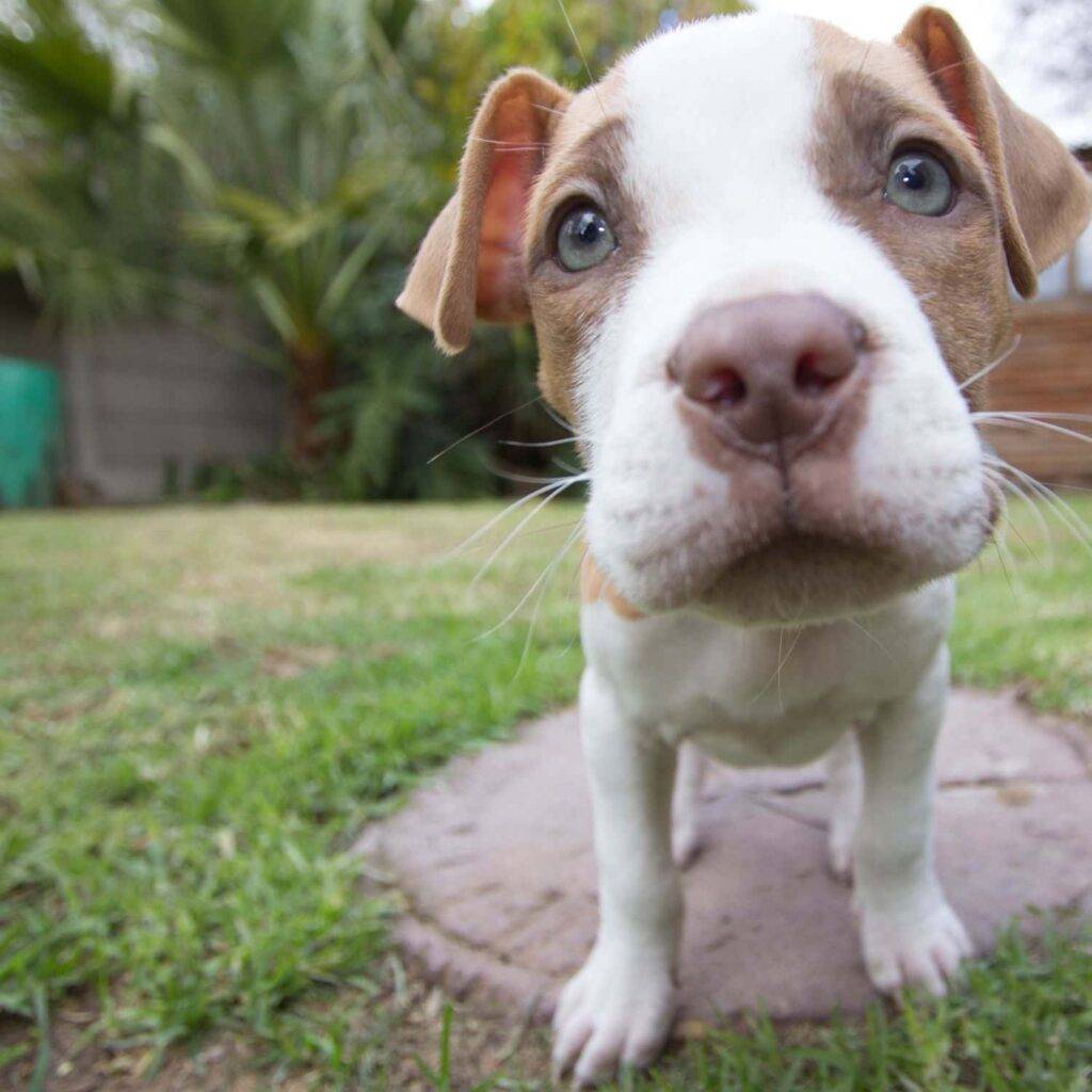 Pitbull Puppies