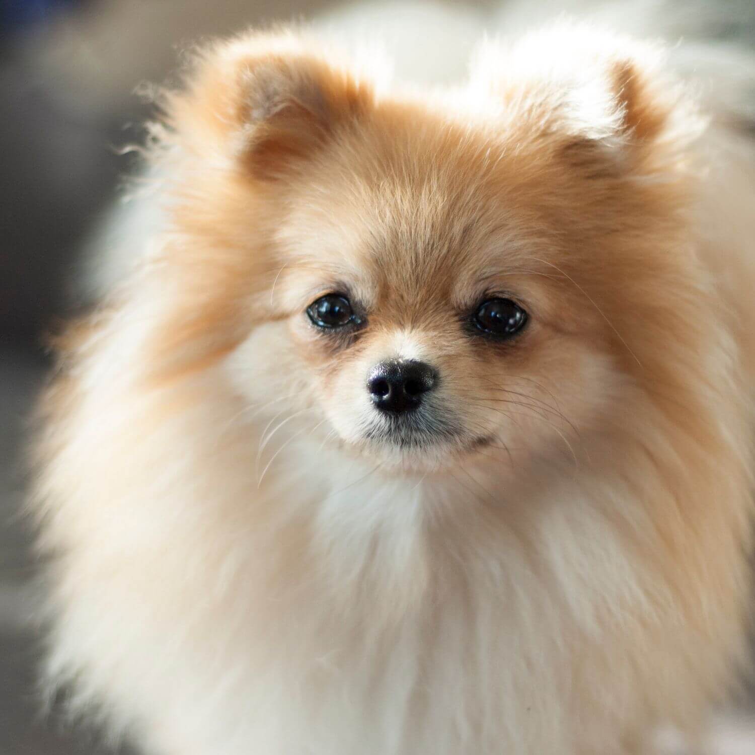 Pomeranian Dog Breed_ A Complete Guide