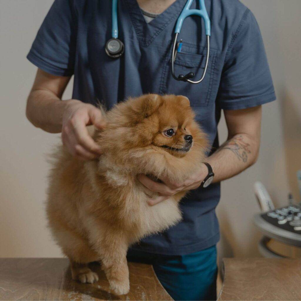 Pomeranians Health and Wellness