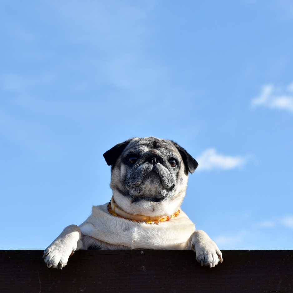 Pug Dog