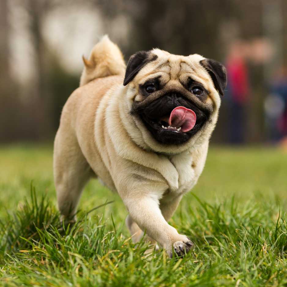 Pug