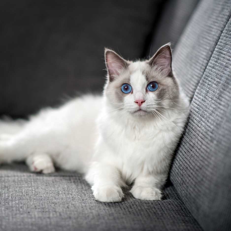 Ragdoll Cat