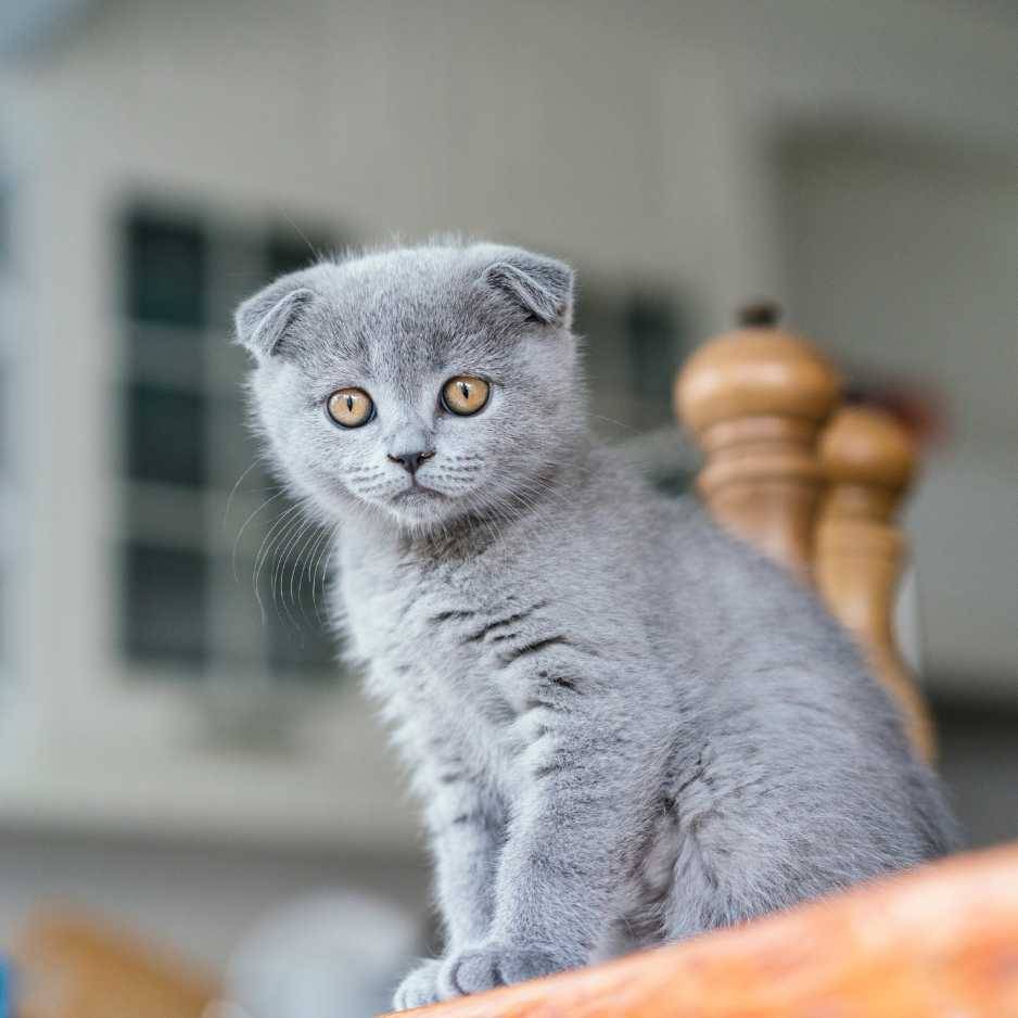 Scottish Fold Cat