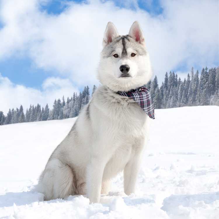 Himalayan husky dog hotsell