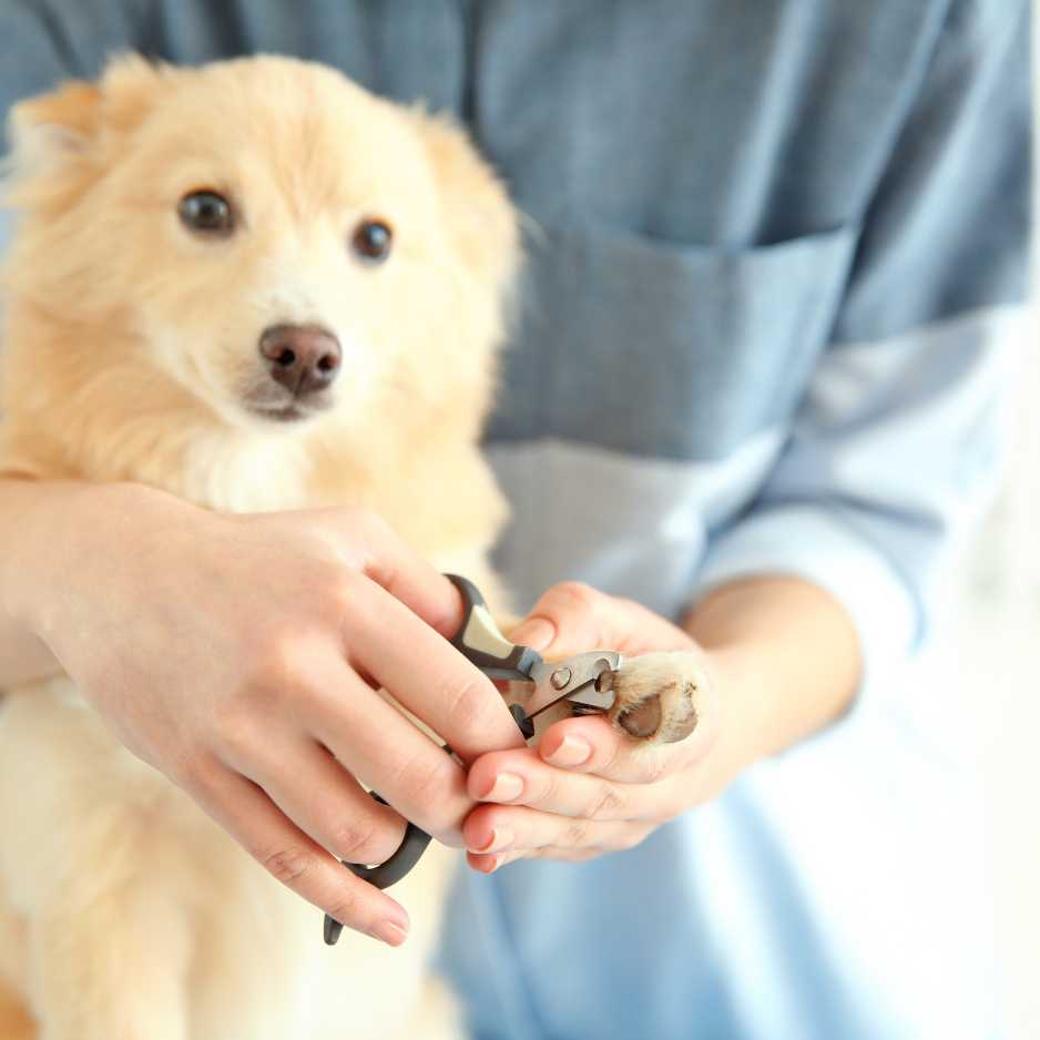 Step-by-Step Guide to Cutting Your Dog’s Nails